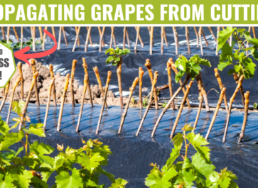 100% success rate method for propagating grape vines from cuttings