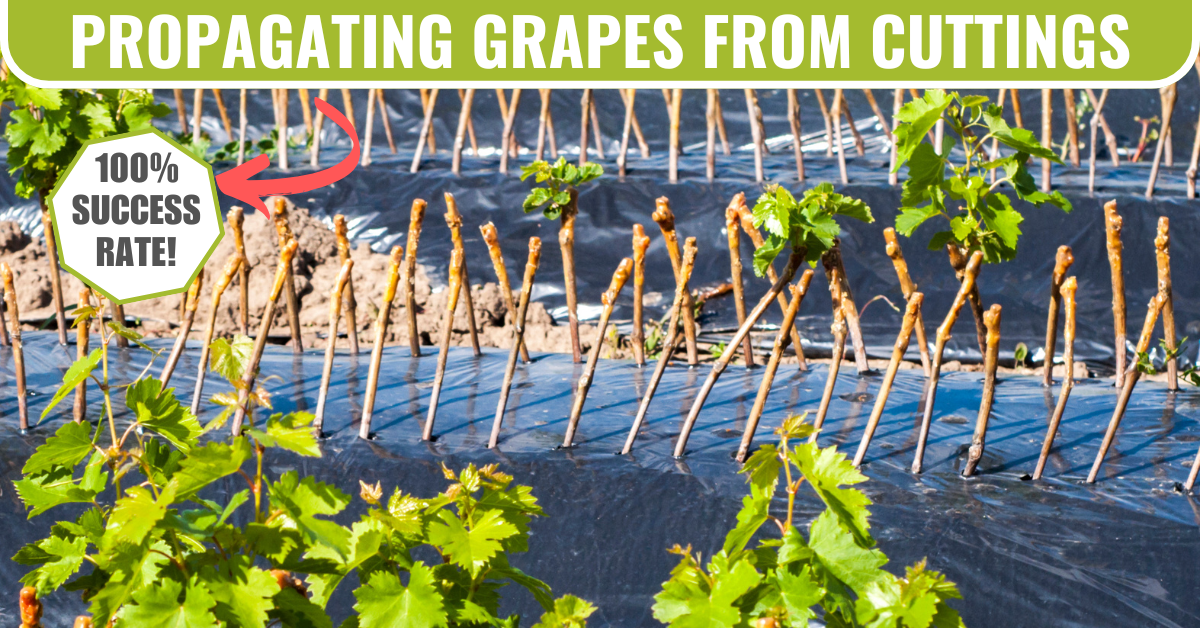 100% success rate method for propagating grape vines from cuttings