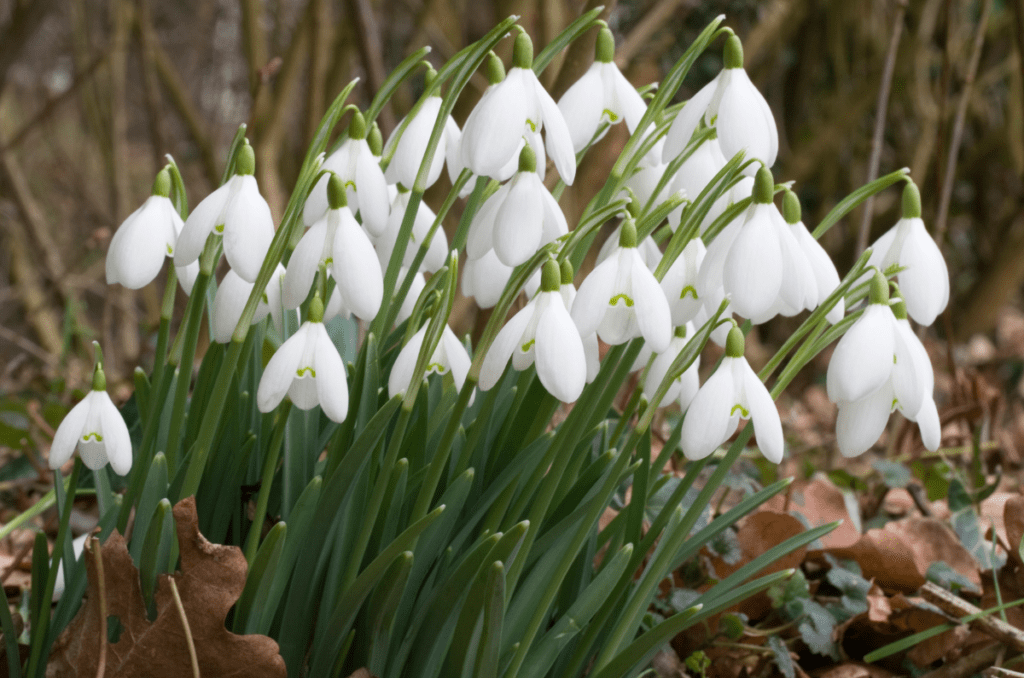 snowdrops flowers 