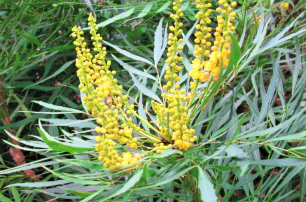 soft caress Mahonia from Nature Hills nursery