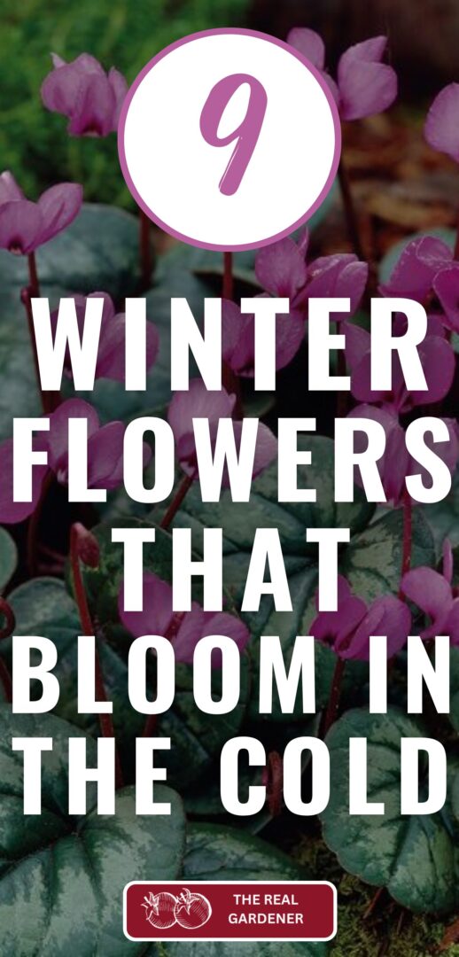 9 winter flowers that bloom in the cold Pinterest pin