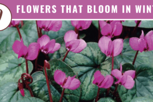 9 winter flowers that bloom in winter