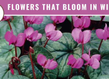 9 winter flowers that bloom in winter