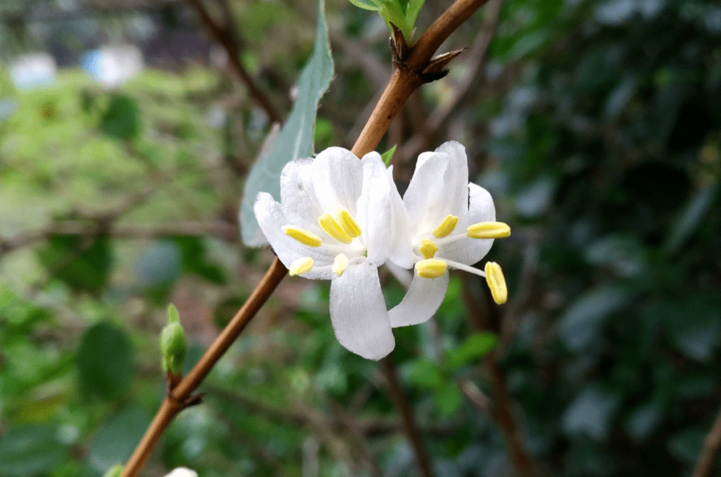 winter honeysuckle