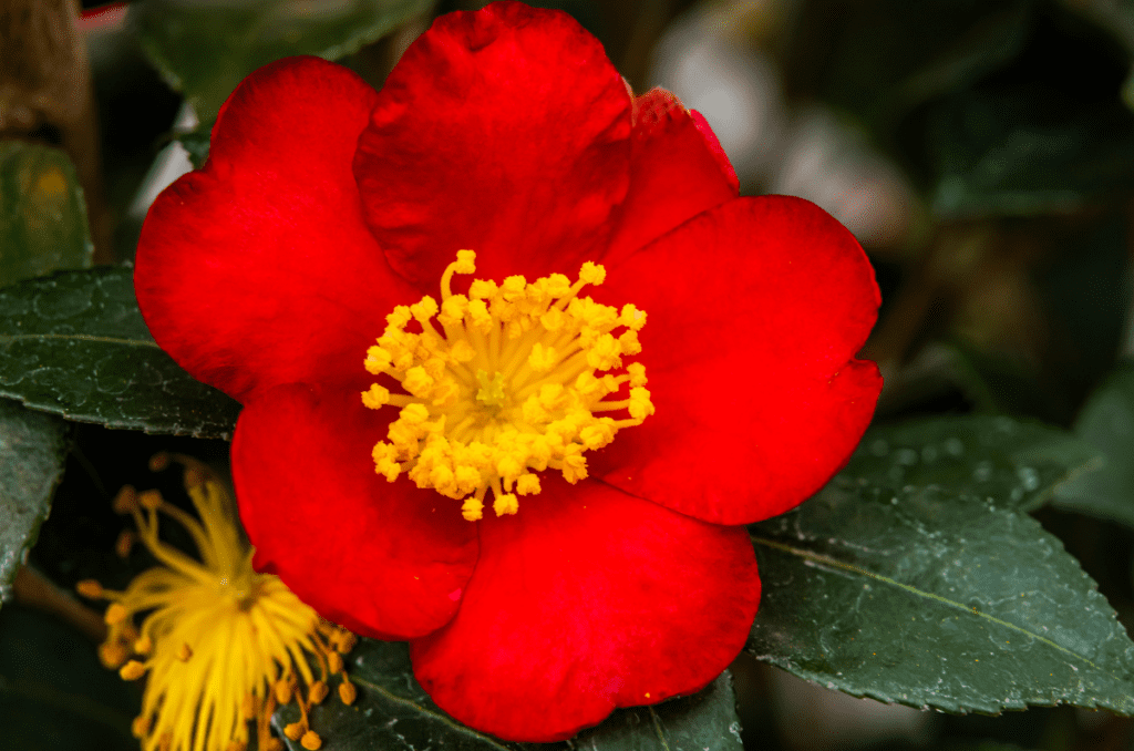 yuletide camellia from Nature Hills nursery 