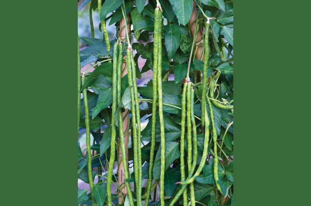 asparagus yardlong bean variety