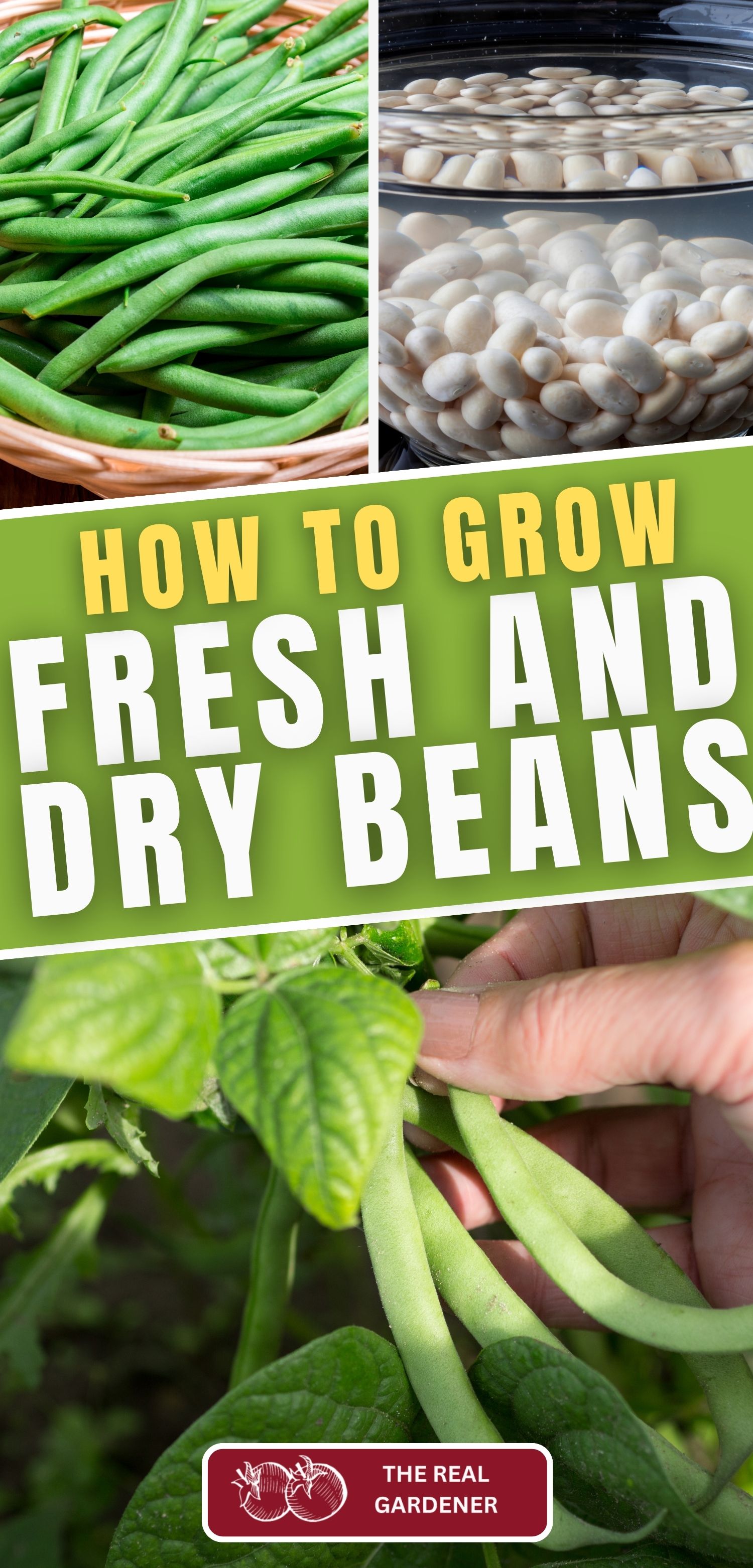 how to grow fresh and dry beans