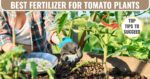 best fertilizer for tomatoes