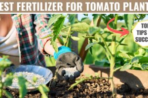 best fertilizer for tomatoes