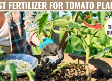 best fertilizer for tomatoes