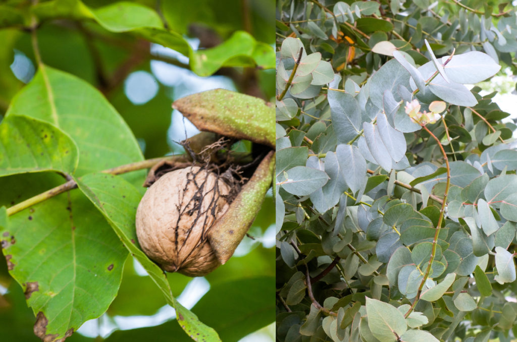 Never use wood from black walnut or eucalyptus trees