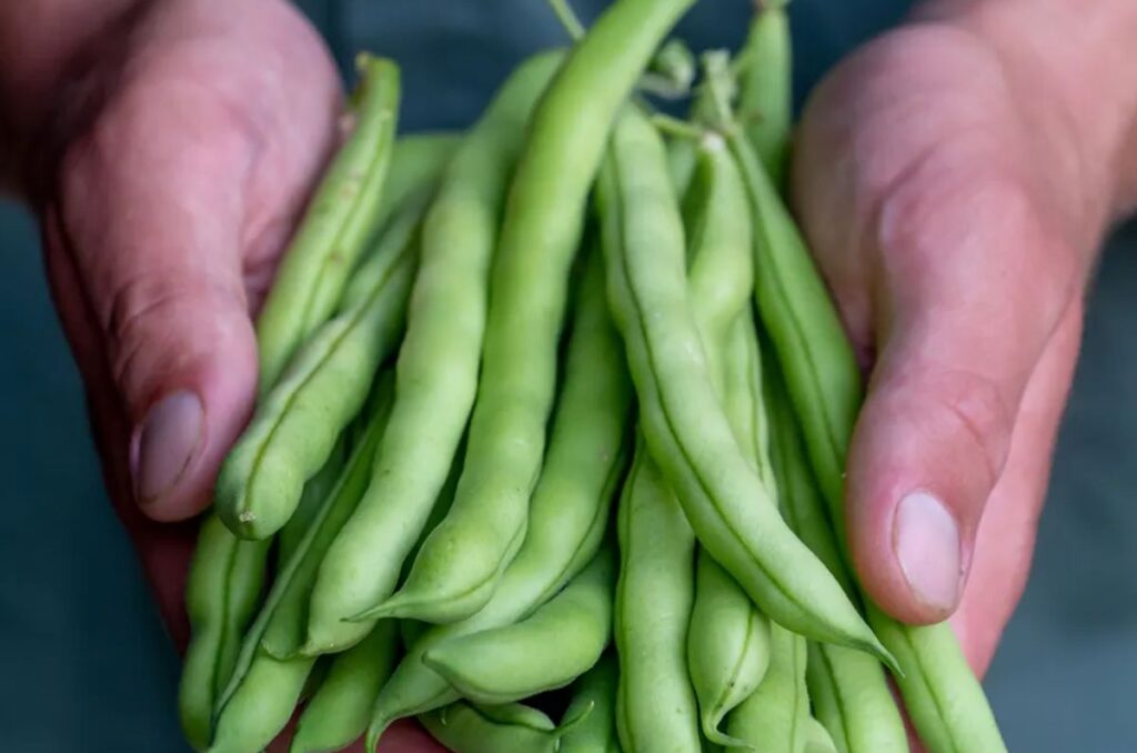 provider bush bean variety