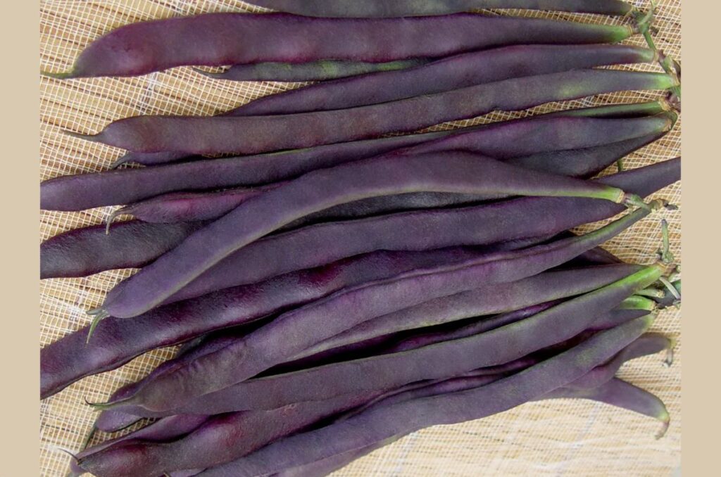 trionfo violetto pole bean variety