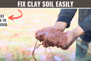 amending clay soil