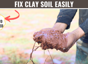 amending clay soil