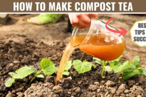 how to make compost tea