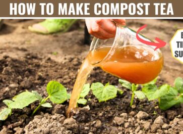 how to make compost tea