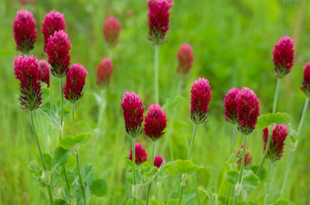 crimson clover cover crop for amending clay soil