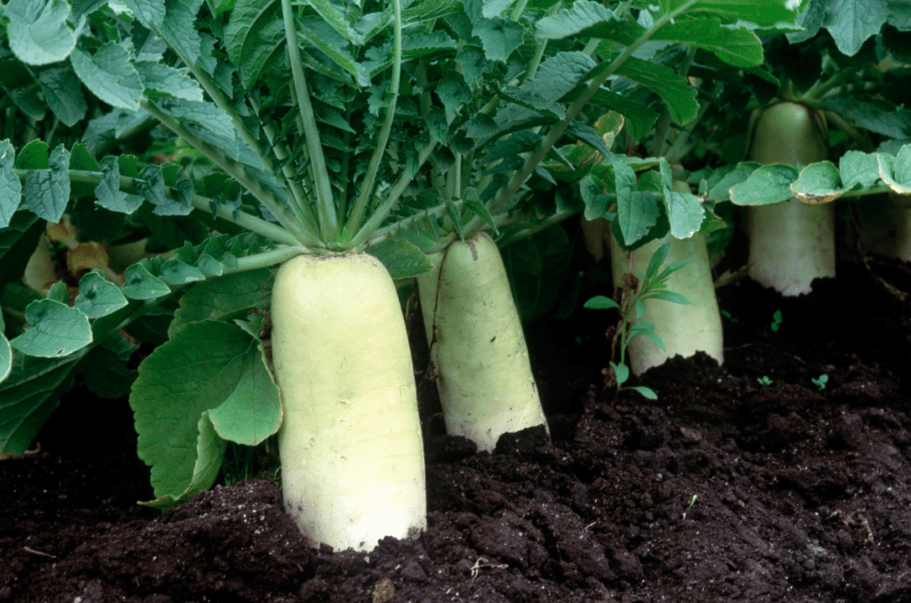 daikon radish cover crop