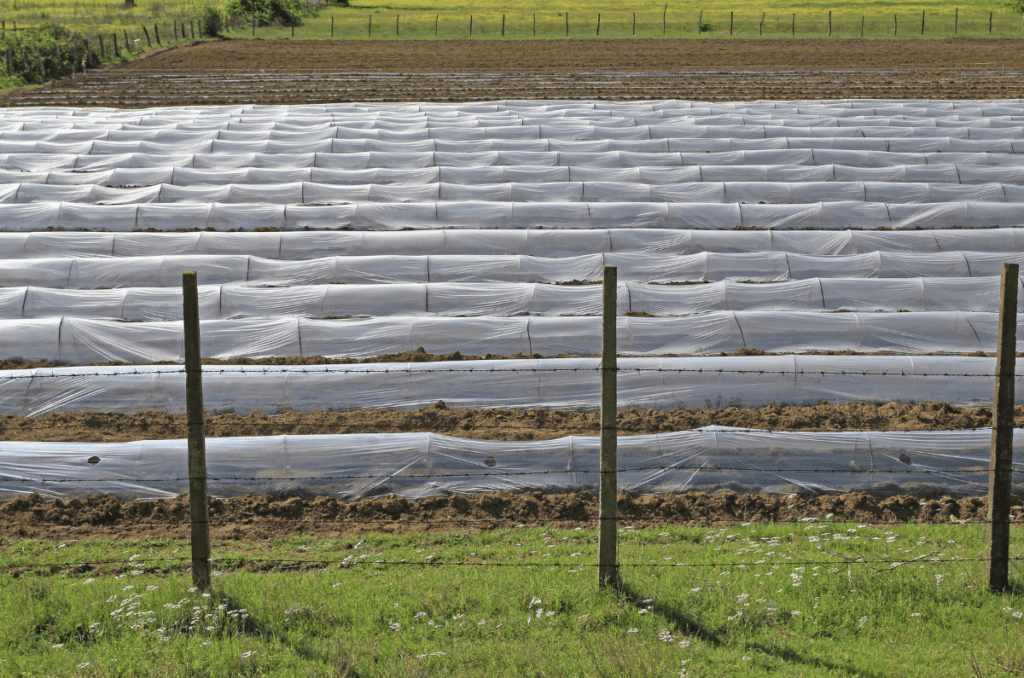 floating row cover to protect plants from frost