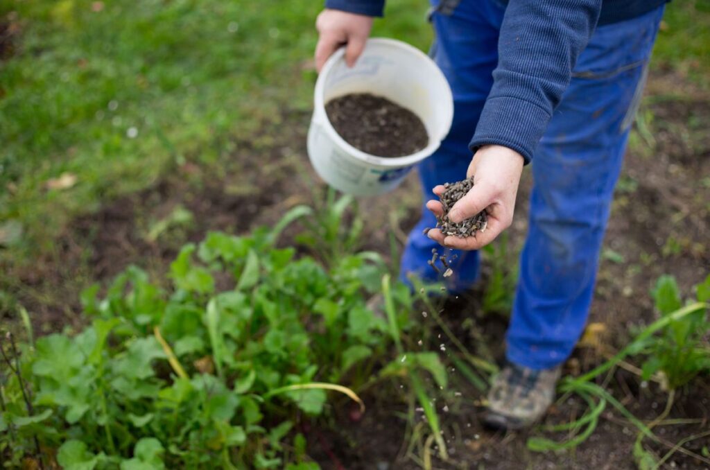 granular tomato fertilizer