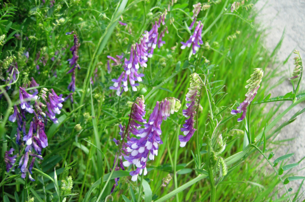 hairy vetch cover crop