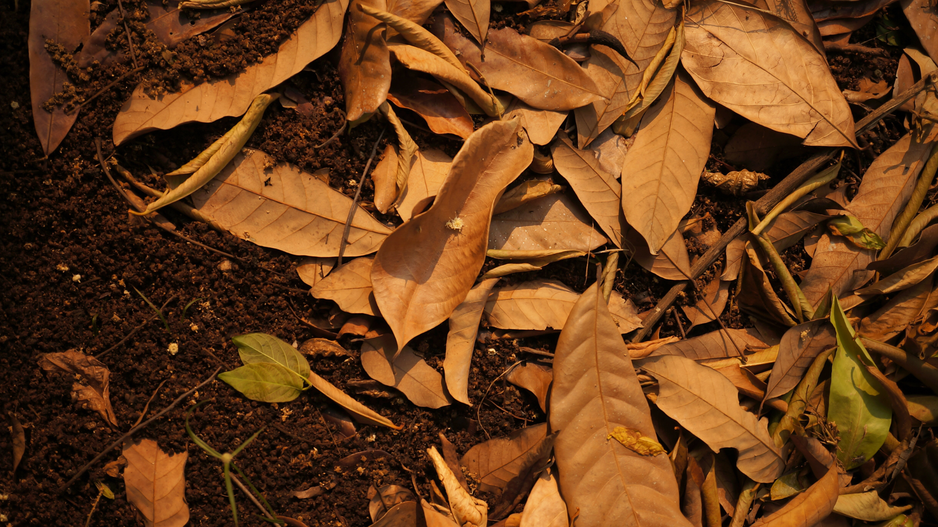 fall vegetable gardening