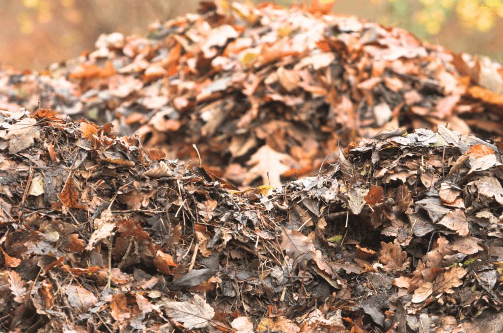 shredded leaves piled up to make leaf mold