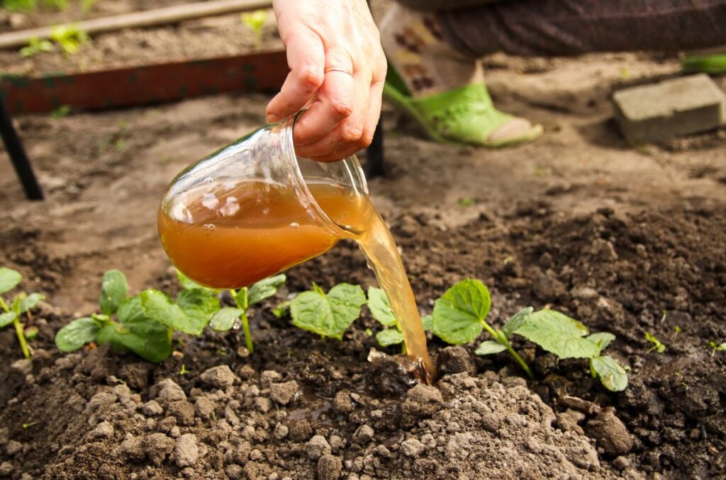 liquid tomato fertilizer