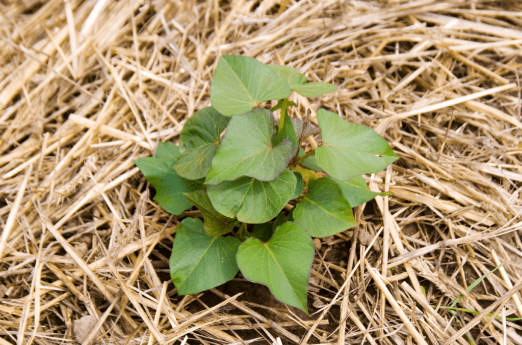 mulch covering the soil of garden vegetables to protect from frost