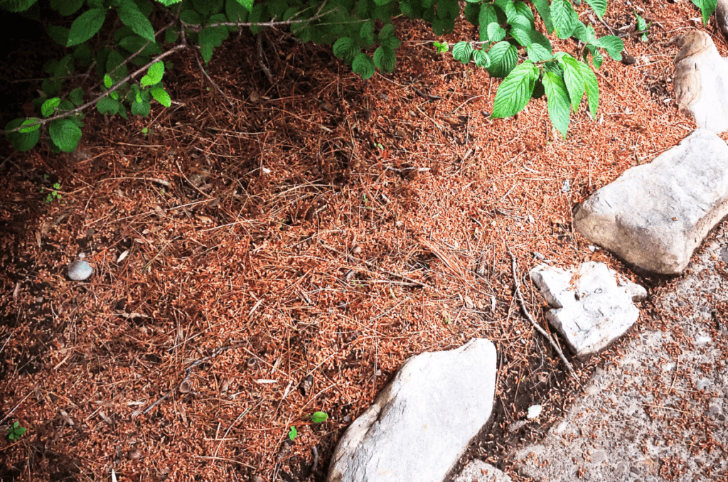 pine needle mulch