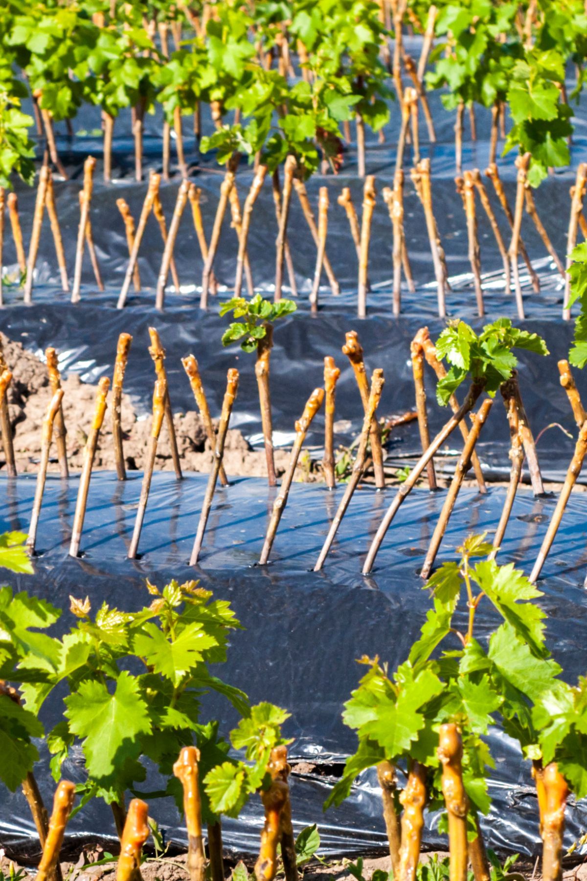 propagating grape vines from cuttings