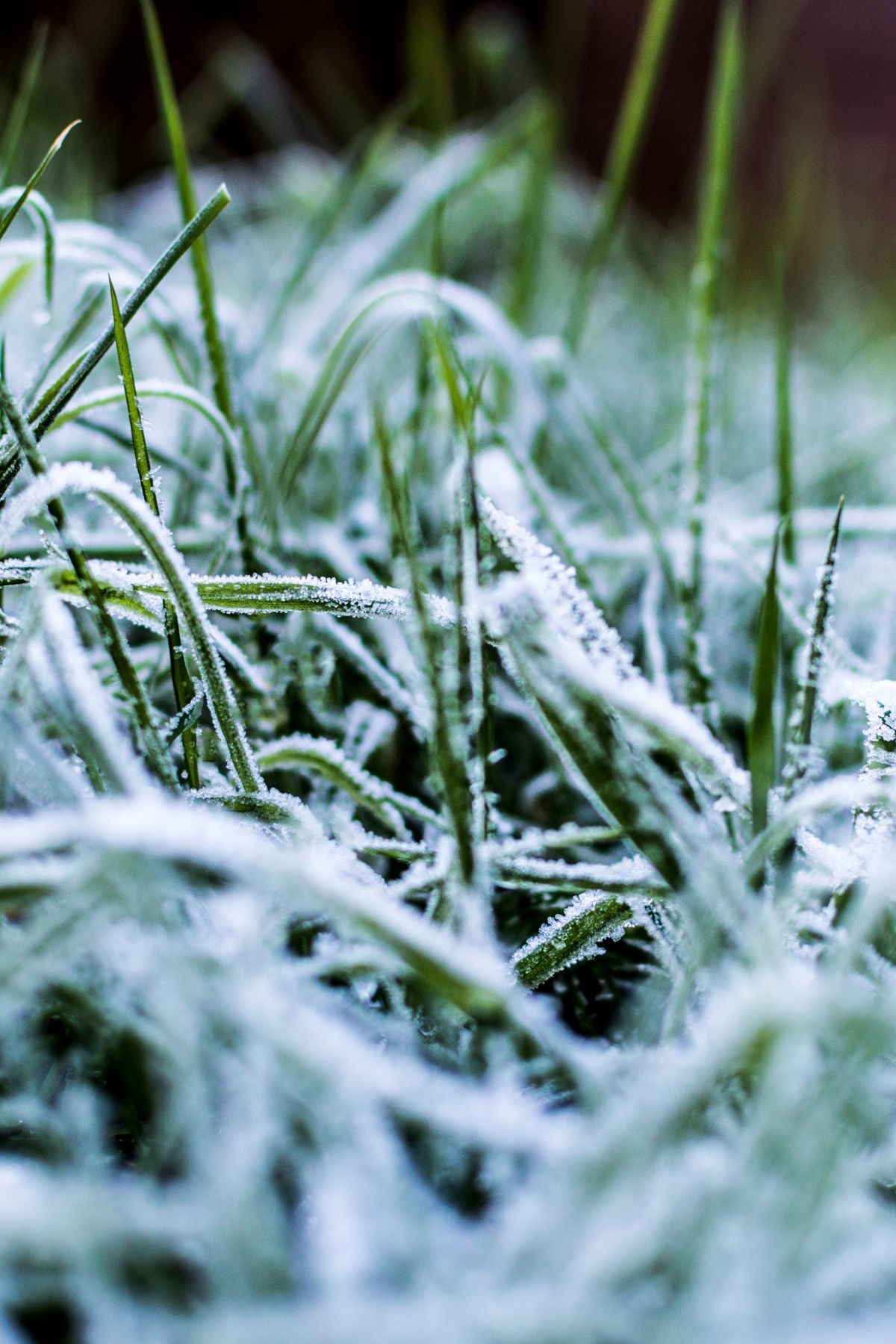 how to protect your plants from frost in the winter