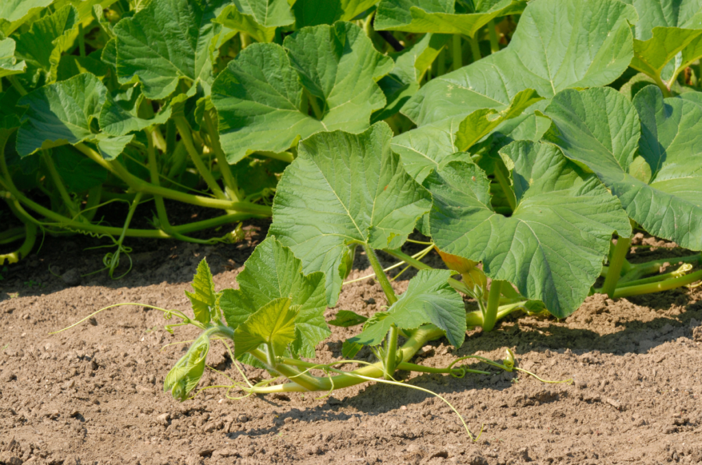 pumpkins are good to grow in clay soil