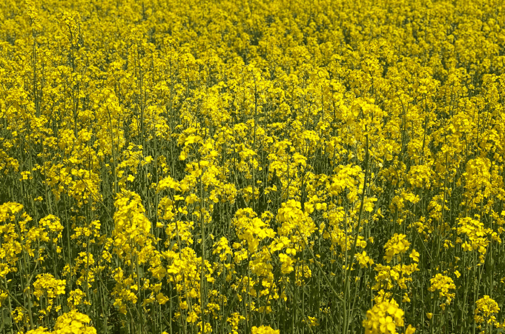 rapeseed canola cover crop