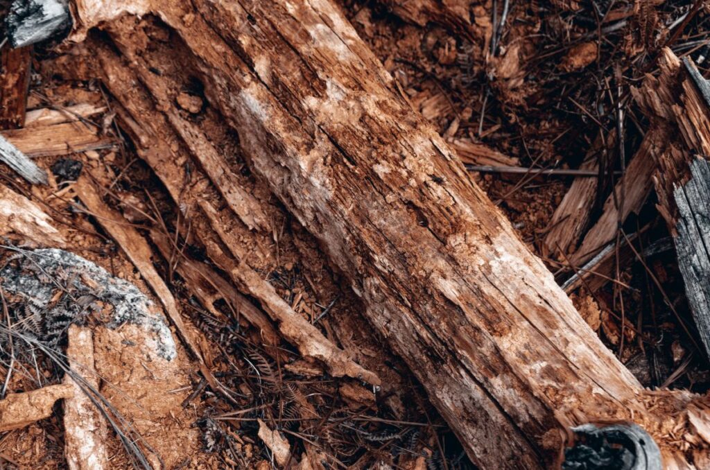 Rotting wood typically does not affect nitrogen levels