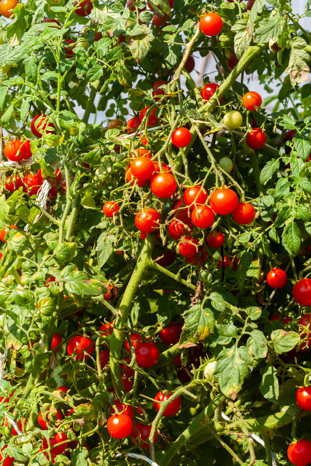 summer vegetable gardening