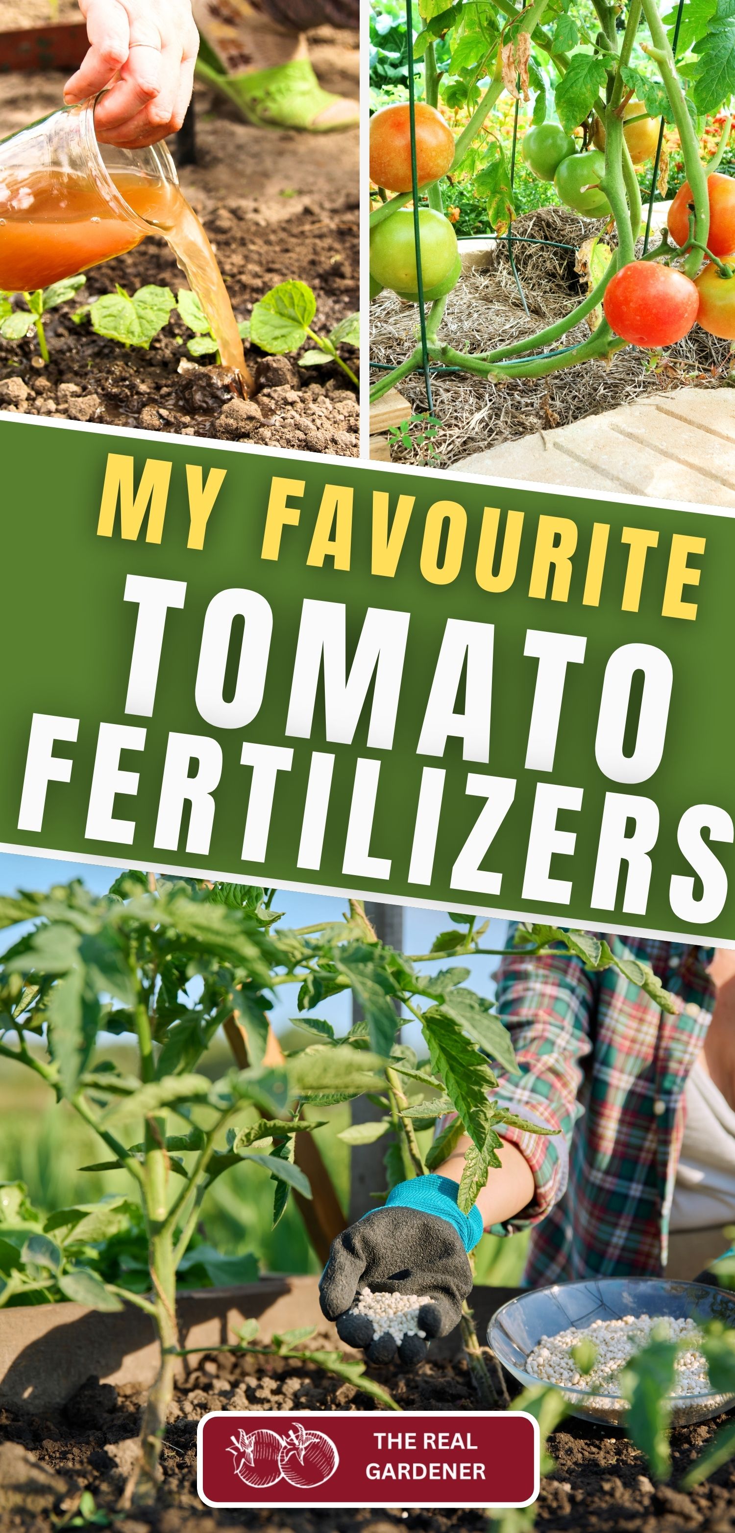 my favourite tomato fertilizers