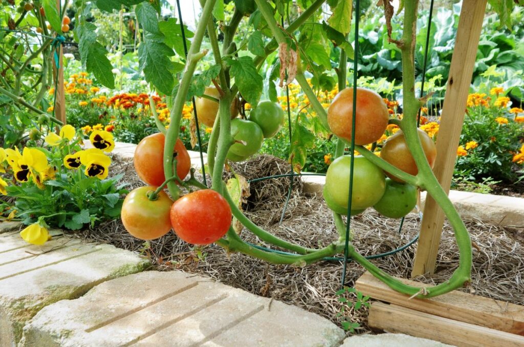 fertilizing tomatoes during flower and fruit production