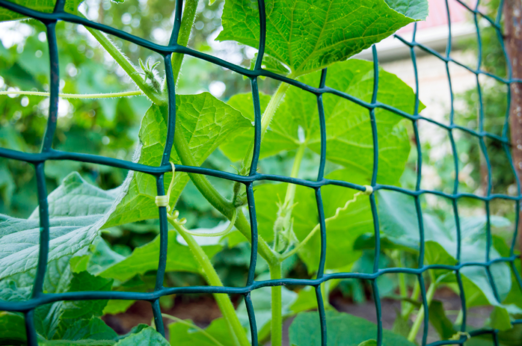 trellis for growing beans