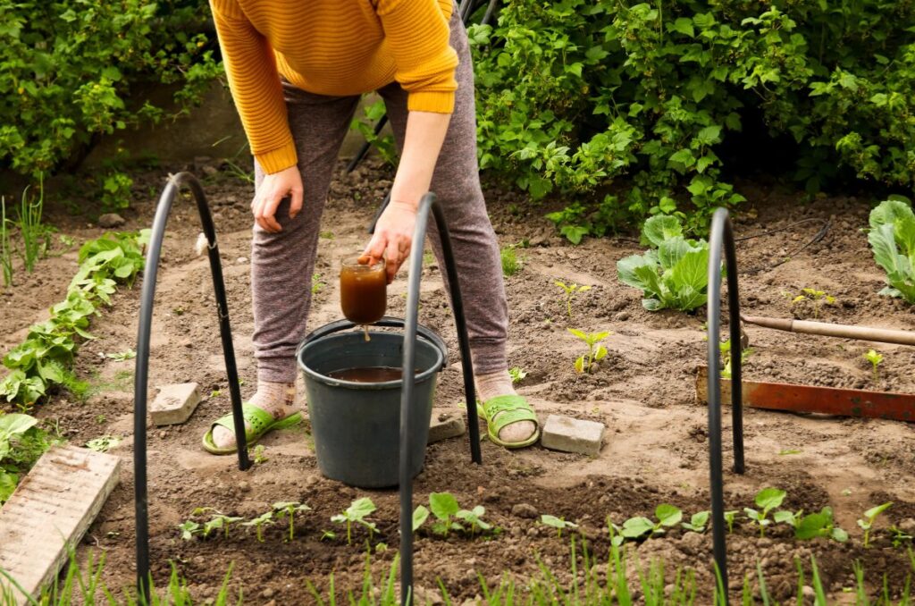 using compost tea in the garden