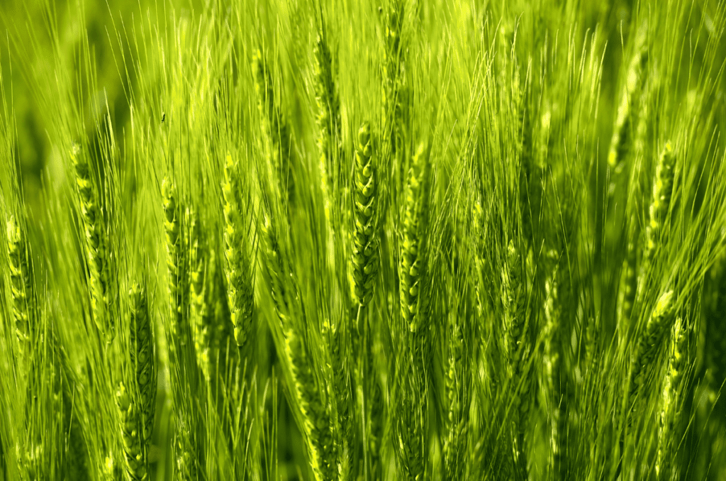 fall / winter rye cover crop