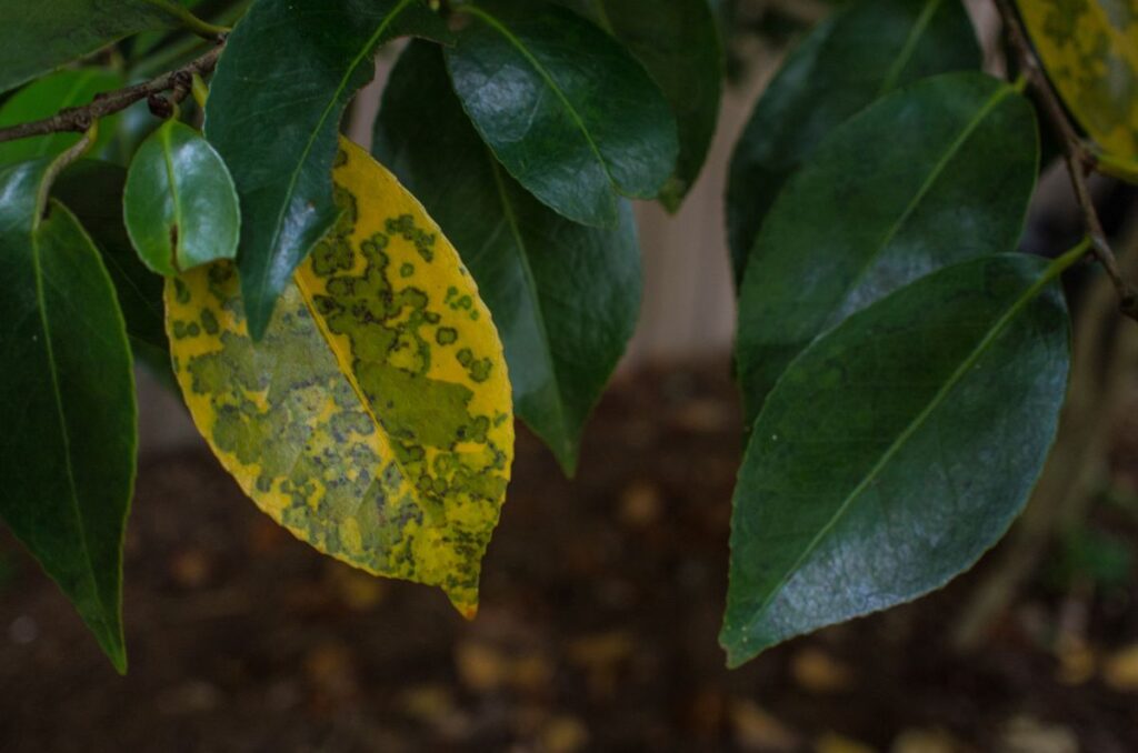 Yellowing leaves could be a sign of nitrogen deficiency