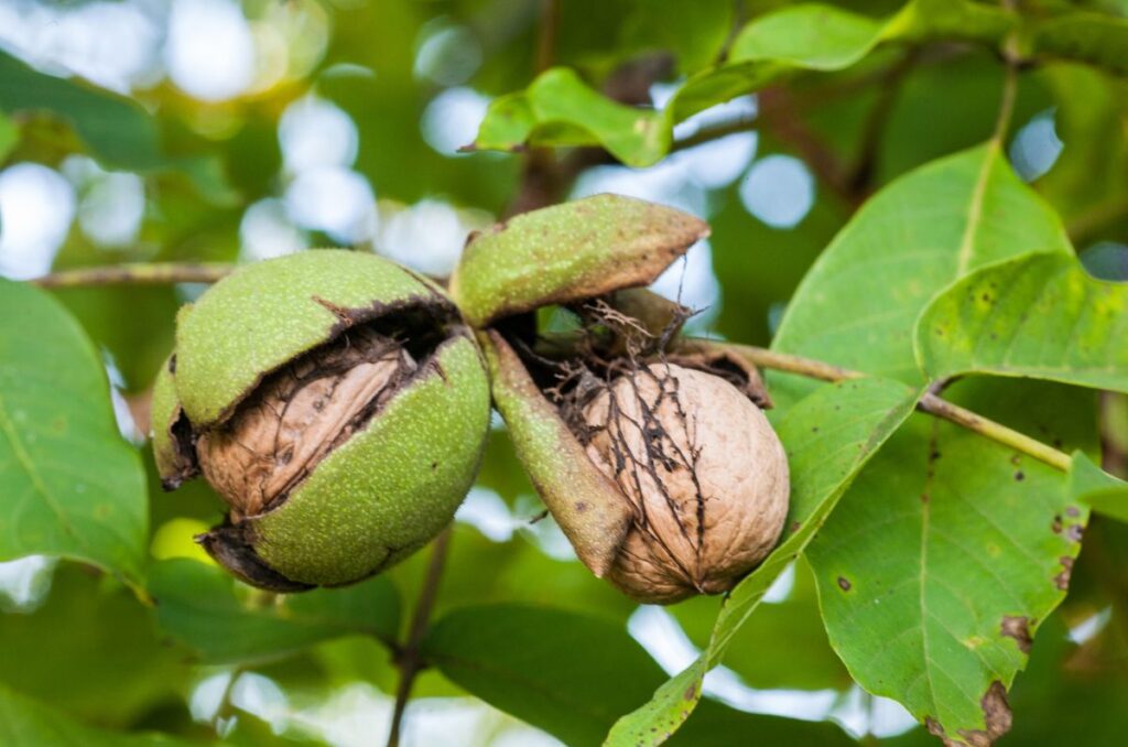 sawdust from black walnut trees contain juglone, a substance toxic to most garden vegetables