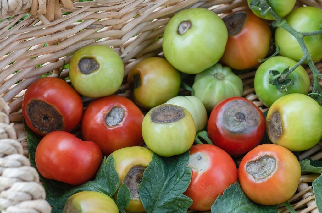 blossom end rot on tomatoes that are ripe and unripe