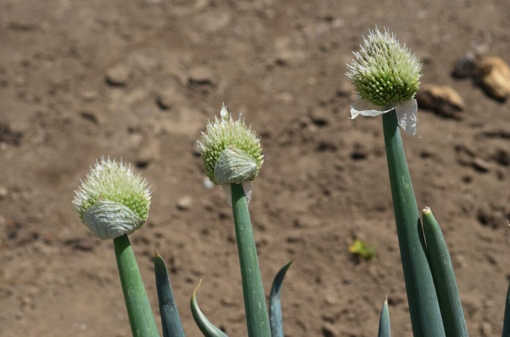 bolting onion flowers