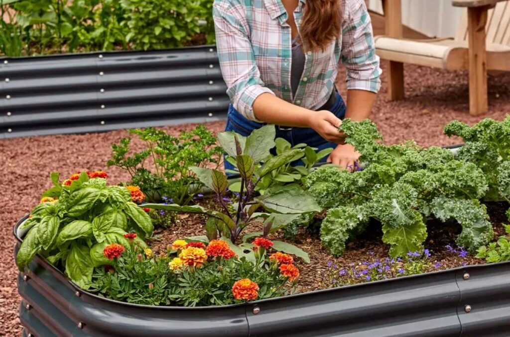 galvanized steel raised garden beds for vegetable garden