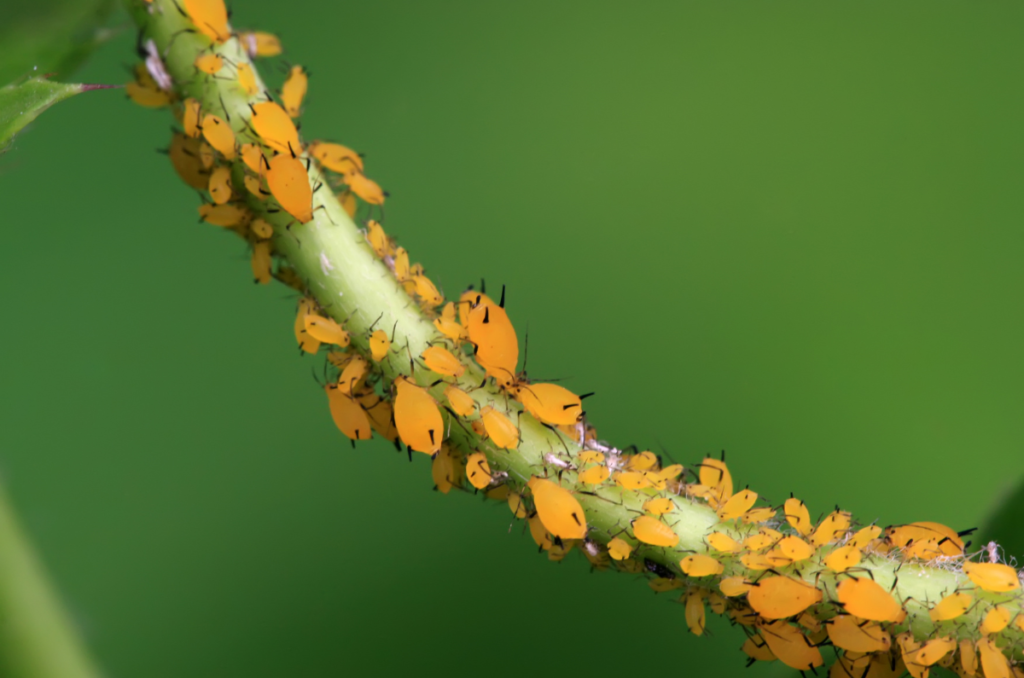 aphids on tomato plant