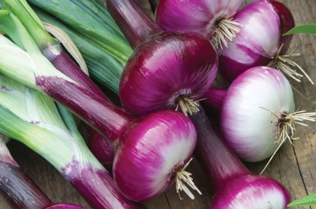 cippolini red onion variety