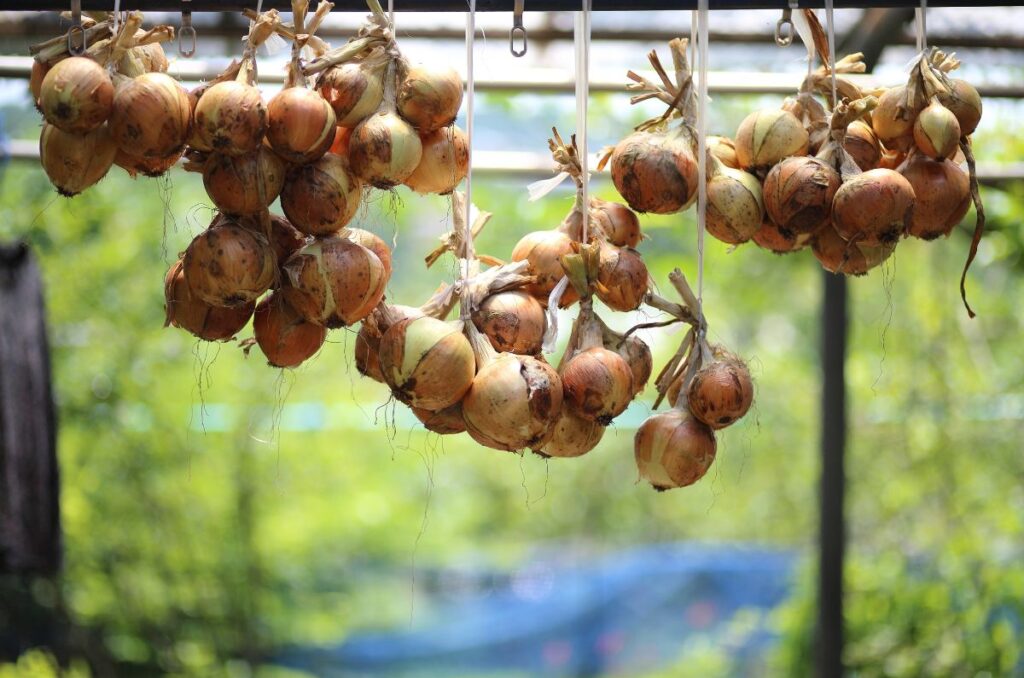 a popular method of curing onions is hanging them in a ventilated space